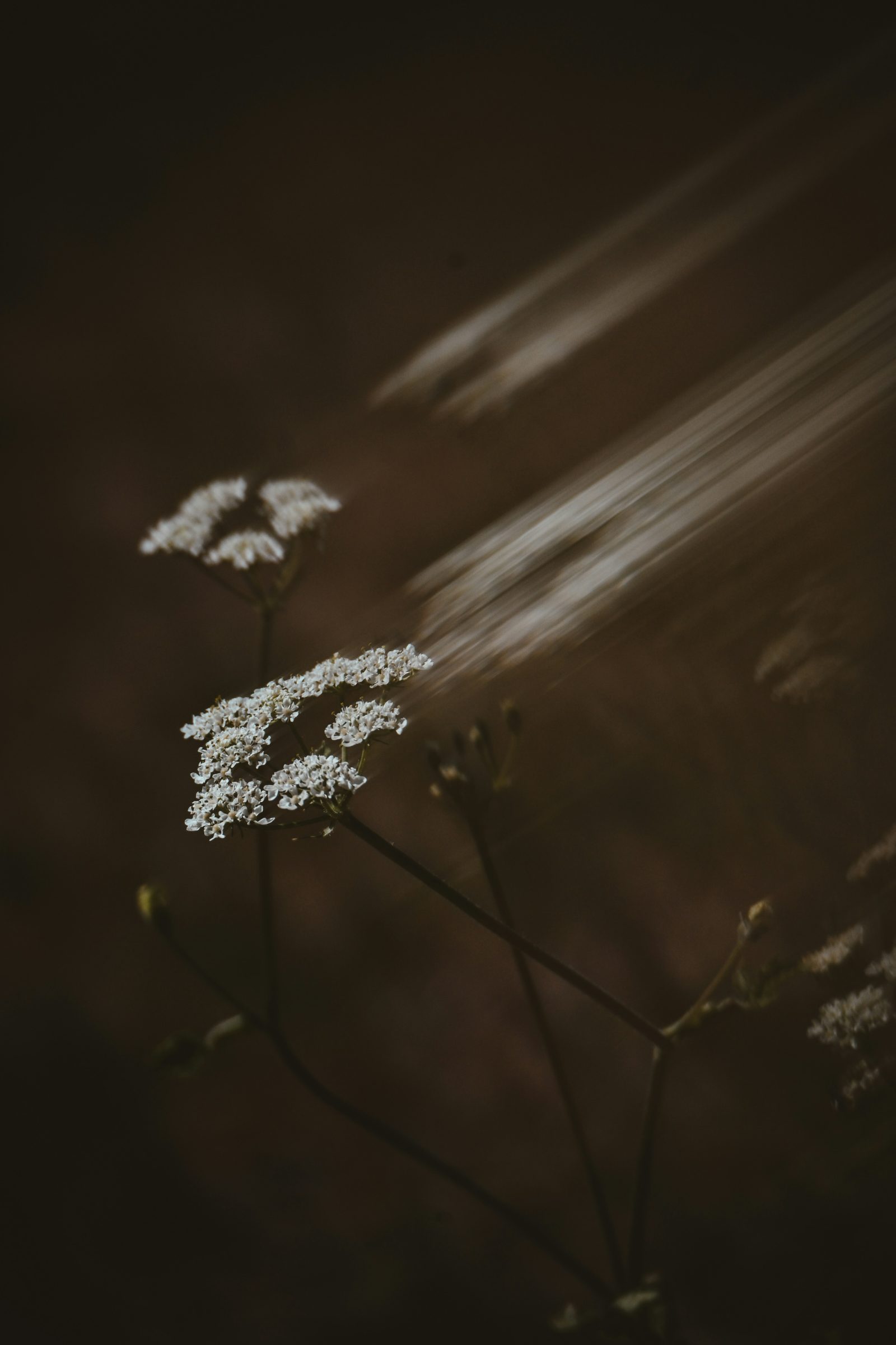 Yarrow in low light, closing the invitation to begin therapy
